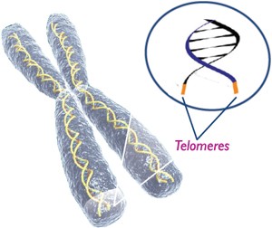 Telomeres - Shows telomere ends