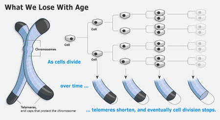 As cells divide over time, telomeres shorten, and eventually cell division stops.